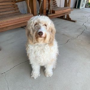 Meet your Posher, Rowan